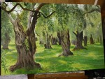 Olive grove