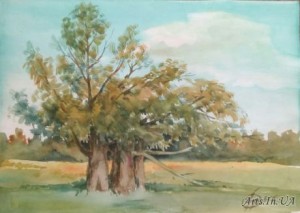 Старі верби.