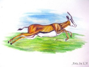Springbok