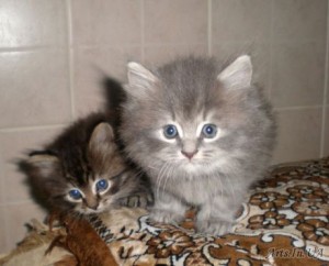 Солодка парочка 3