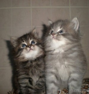 Солодка парочка 2