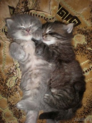 Солодка парочка