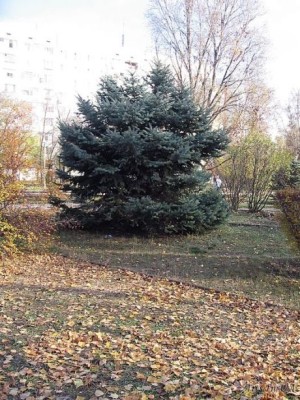 Осінь у місті